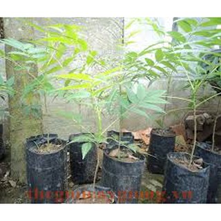 CÂY GIỐNG XOAN ĐÀO (CÂY GIỐNG DÂU DA XOAN)