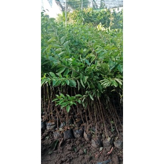 Combo 10 cây giống mận tam hoa
