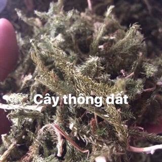 1 kg Cây thông đất kho chuẩn xịn