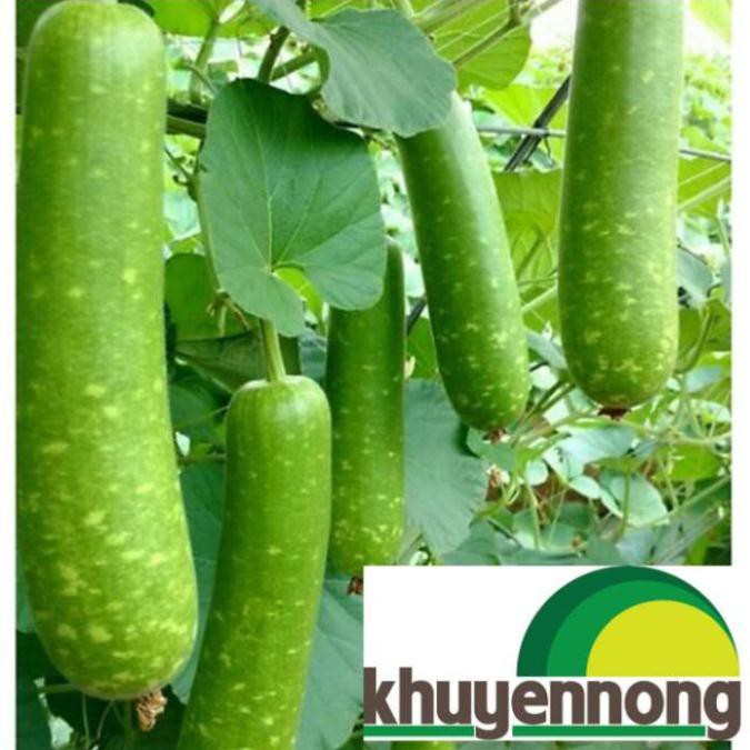 100 HẠT GIỐNG BẦU SAO QUẢ NGẮN