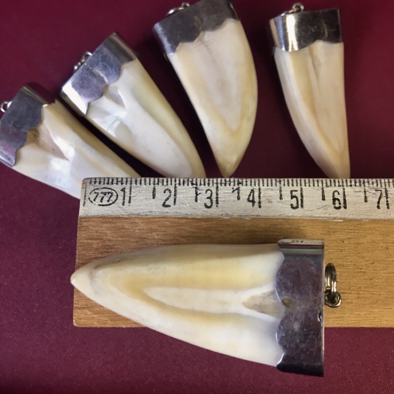 RĂNG NANH SIZE TRUNG LÀM MẶT DÂY CHUYỀN