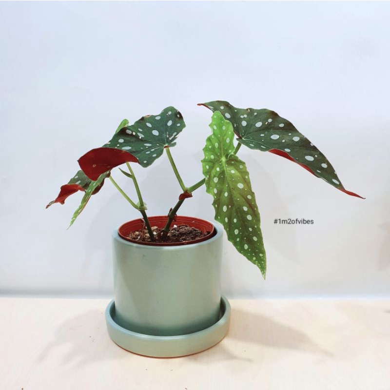 Cây Thu Hải Đường - Begonia Maculata