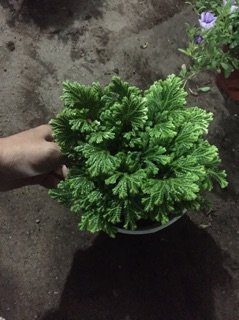 Cây rêu cảnh