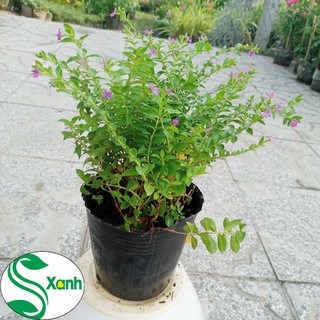 Hoa cây cảnh Cẩm Tú Mai