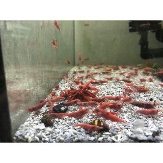 Thức ăn Tép Red Food