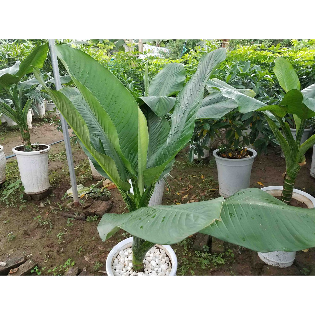 Cây Đại Phú Gia Phong Thủy