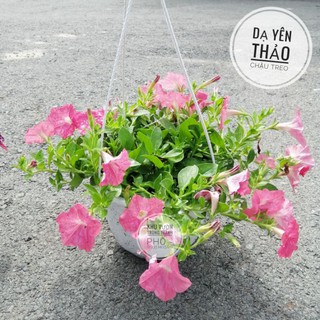 Hoa dạ yên thảo chậu treo, dạ yến thảo