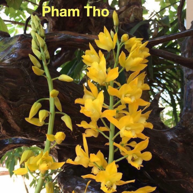 Hoa Lan Tết - địa lan rừng hoa nở hơn 1 tháng
