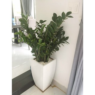 Cây Kim Tiền GỬI ĐI NGUYÊN CHẬU - CCKT