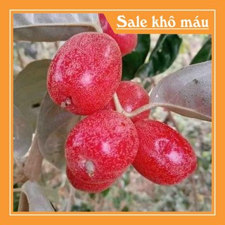 Cây nhót ngọt |Tên Shop Mới