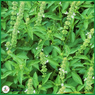 Hạt giống Rau quế Thái - Sakon TN 33