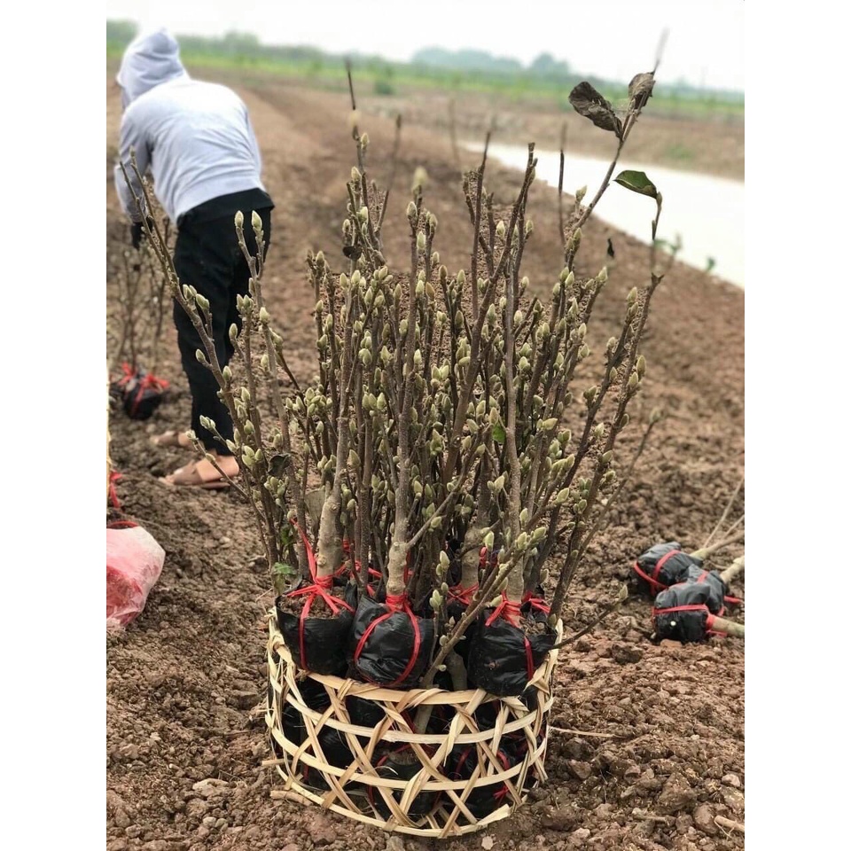 Cây giống mộc lan cho hoa tết - Magnoliaceae