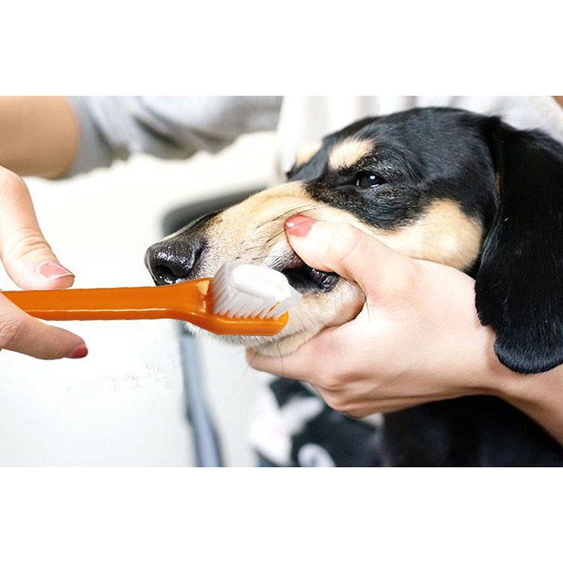 Bộ kem đánh răng cho Chó Mèo thú cưng PET ORAL CARE Tuýp 75g Giúp hàm răng thú cưng chắc khỏe Hơi thở thơm tho