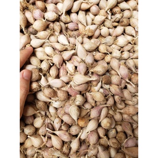Tỏi cô đơn phù yên Sơn La loại nhỏ 1kg
