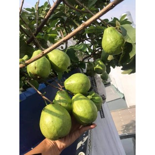 Combo 2 Cây Giống Ổi Lùn Lê Đài Loan