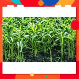 Hạt giống rau muống lá tre gói 50 gram