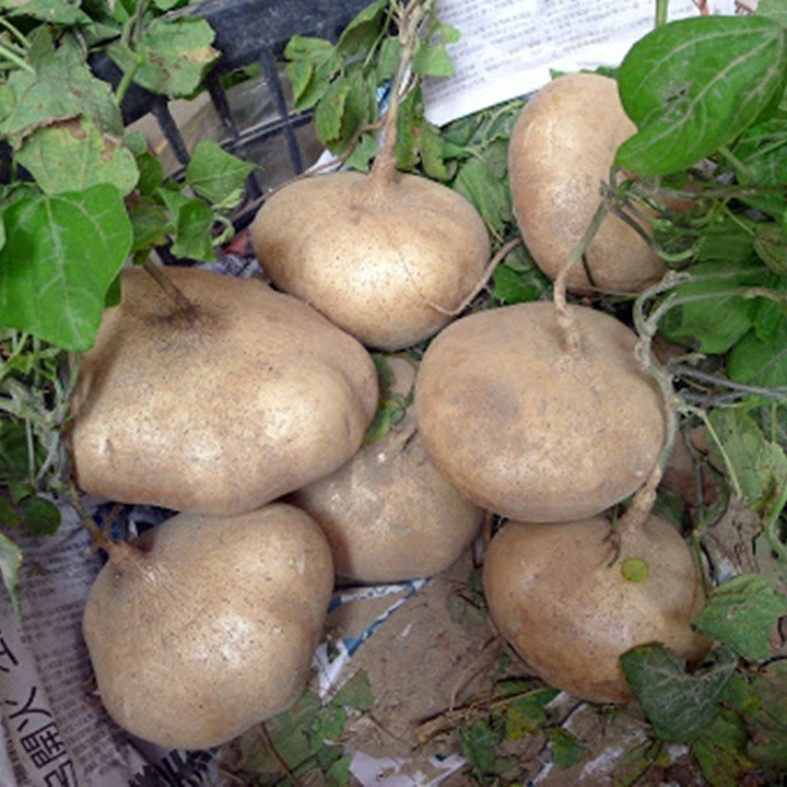 HẠT GIỐNG CỦ SẮN CỦ ĐẬU - GÓI 10 GRAM