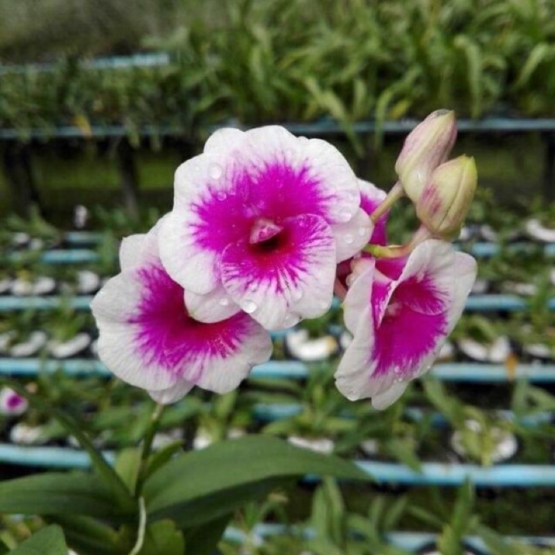 Hoa Lan dendro yaya mặt cười cây trưởng thành