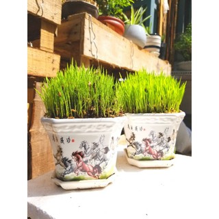Cây Lúa Non trưng bàn kèm chậu
