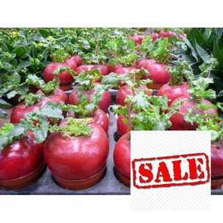 Gói 5 gr giống củ cải đỏ khổng lồ SALE