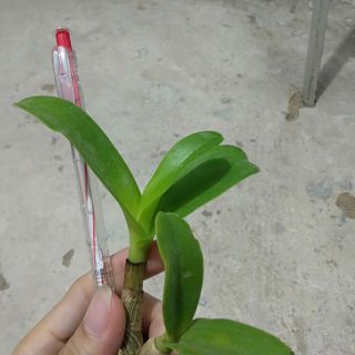 Bò vàng cây giống