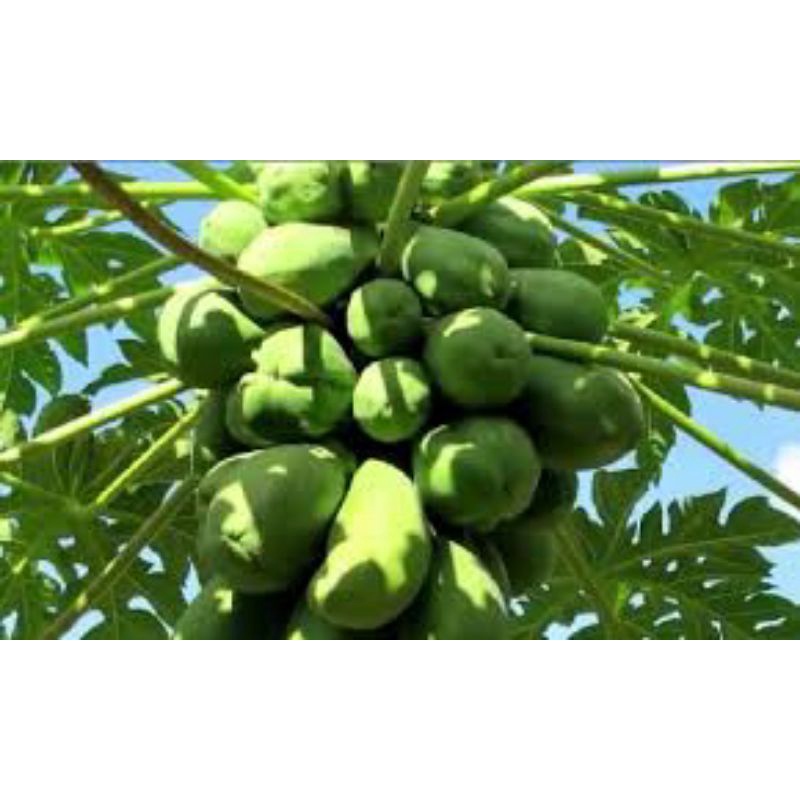 Quả đu đủ xanh non 1 kg