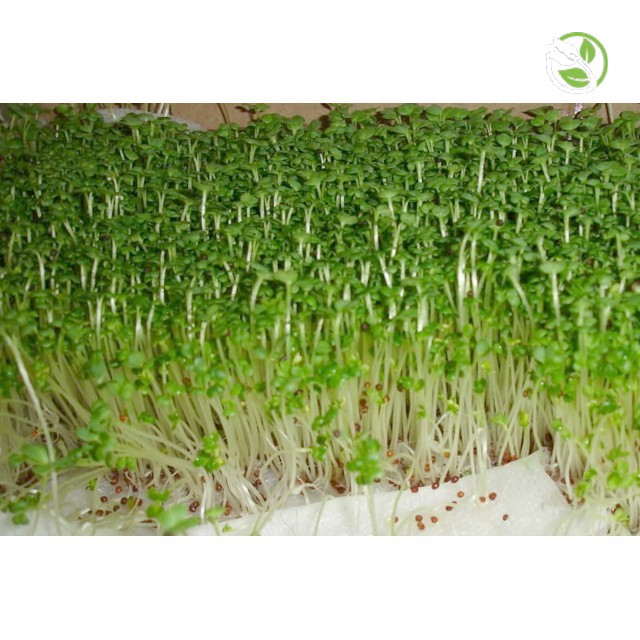 Hạt Giống Cải Mầm  Phú Nông - Gói lớn 500g - 1kg