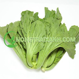 20gr - hạt giống cải tòa sại/ cải làm dưa chua