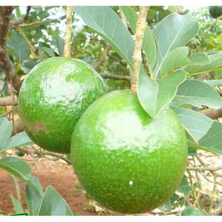 CÂY GIỐNG BƠ SÁP BOOTH 7 SIÊU NGON SIÊU QUẢ- CAM KÊT GIỐNG CHUẨN F1