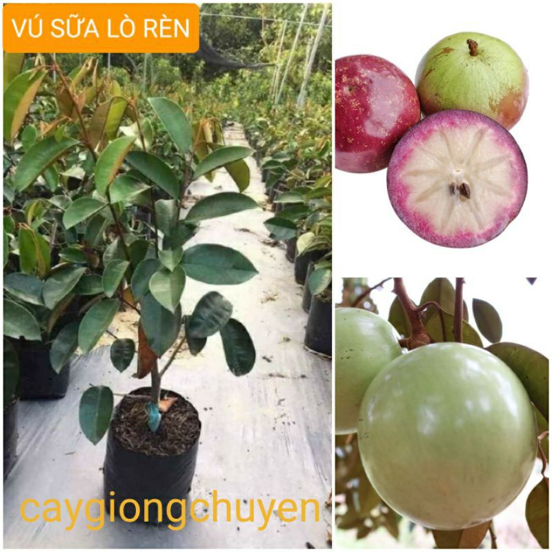 CÂY GIỐNG VÚ SỮA GHÉP