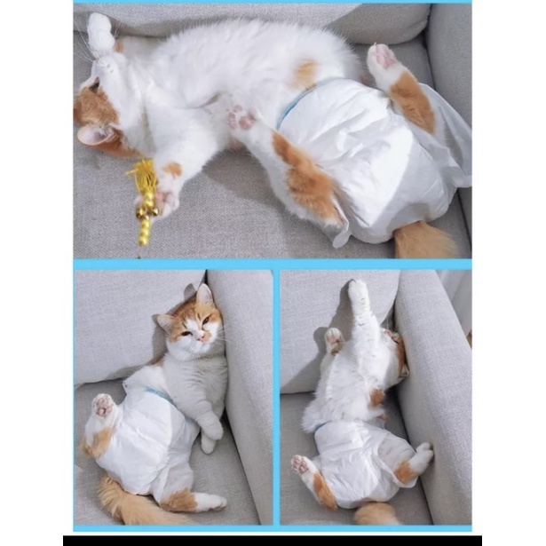 Tã quần Bỉm dono cho mèo, chó cái