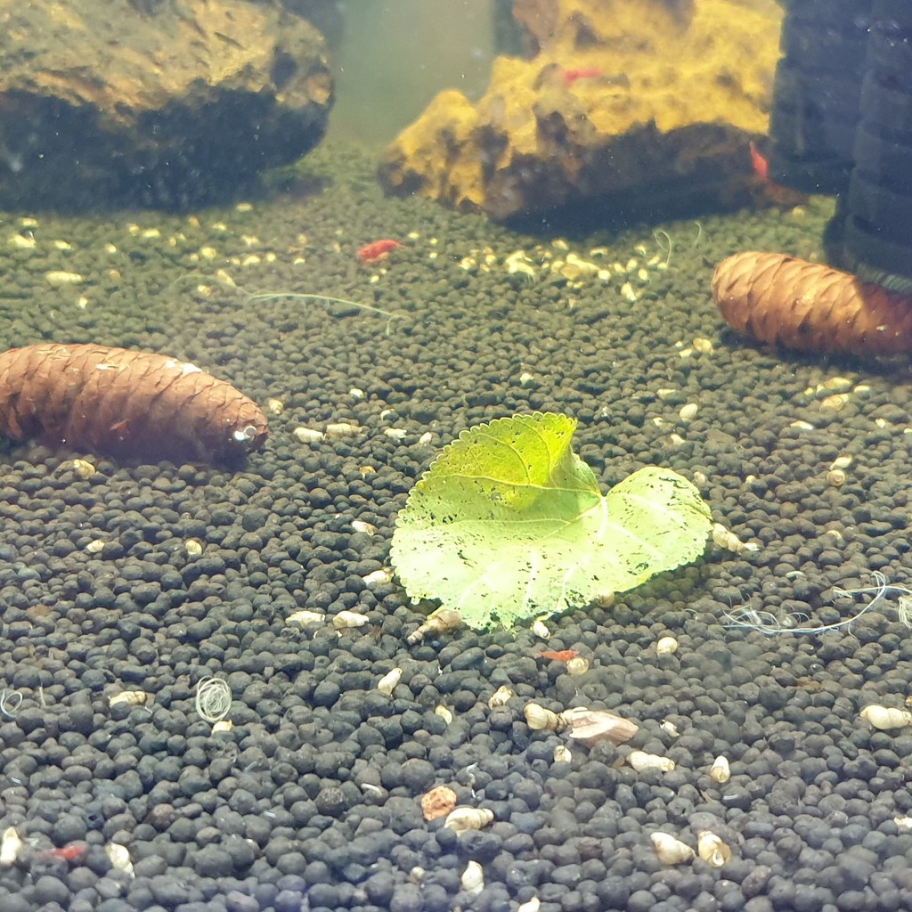 Diệt Ốc Hại Cho Hồ Cá Tép Hồ Thủy Sinh