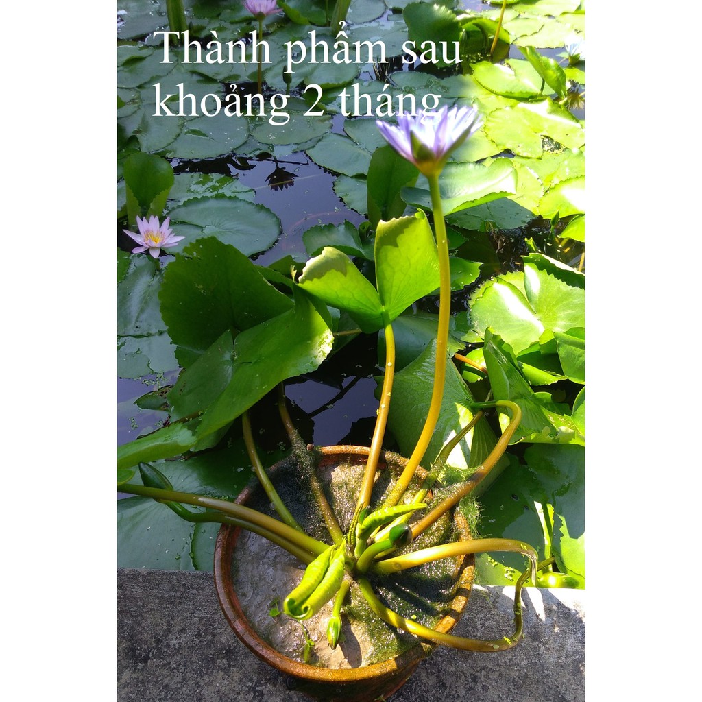 Cây hoa súng Thái Lan màu ngẫu nhiên - Cây cảnh và hạt giống