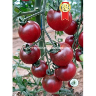 25.HAT Hạt Giống Cà Chua Chuỗi Ngọc Trái Cây Brix11 TG189 (KL| C4*W45)