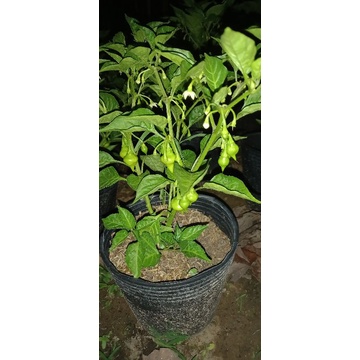 cây giống ớt tim / biquinho chậu nhựa.