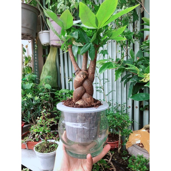 Chậu Kim Ngân Thắt Bính Thuỷ Canh