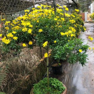 Hoa cúc thân gỗ