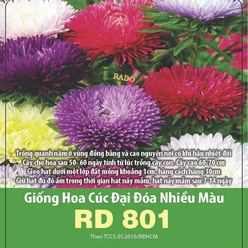 Hạt giống hoa cúc đại đóa nhiều màu RADO 801