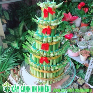 Chậu trúc phát tài 5 tầng