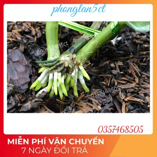 Bio Root 0-1-1 Chế phẩm kích rễ lan