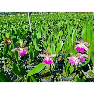 Hoa lan brass báo đốm đổi màu gửi nguyên chậu phi 12