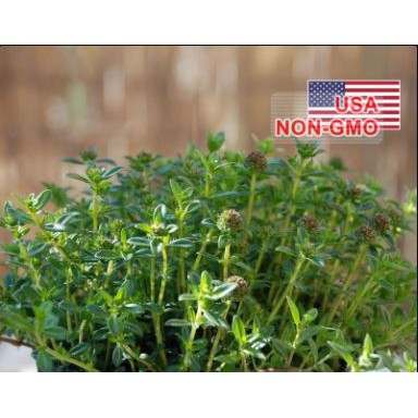 Gói 30 Hạt Giống Cỏ Ngọt Savory Summer