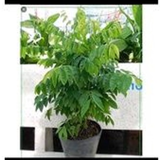 cây giống rau ngót ( chậu rau ngót)