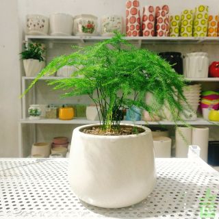 Cây thủy tùng