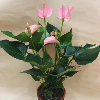 Cây trung hồng môn để bàn