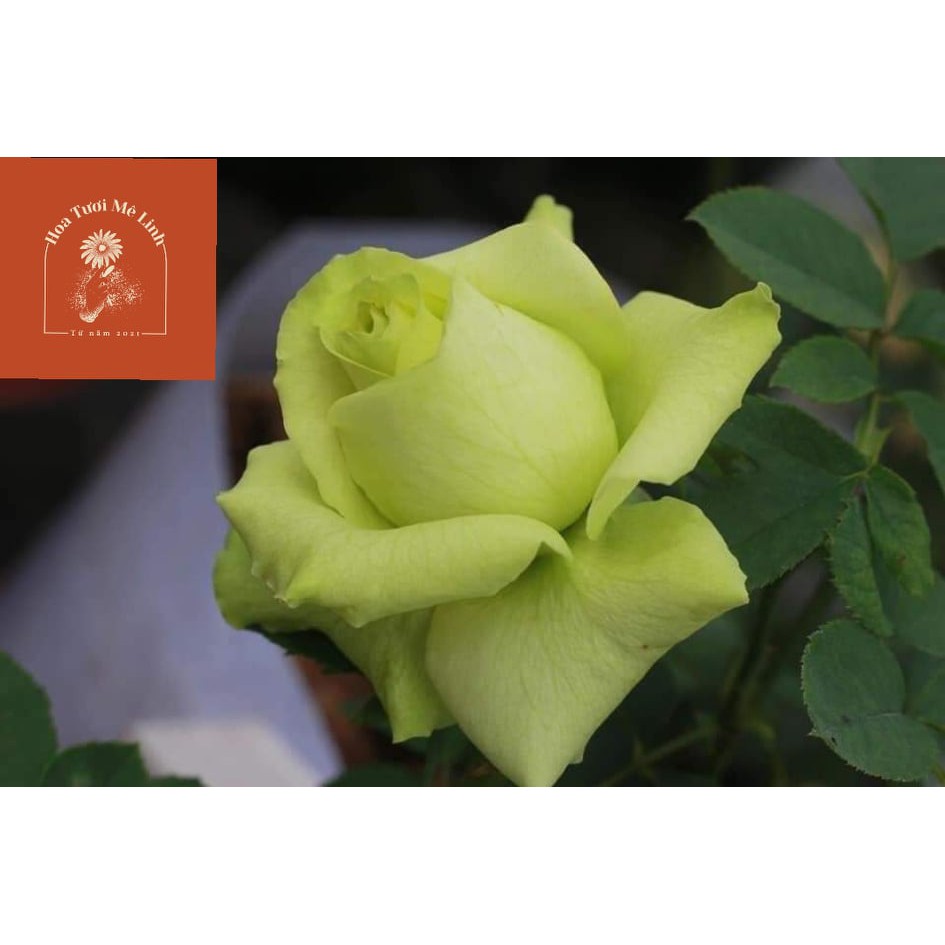 Hoa hồng ngoại Green Romantica rose Siêu Hot Cực Đẹp-HoaTuoiMeLinh