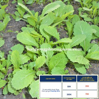20GR - HẠT GIỐNG RAU CẢI BẸ XANH MỠ CAO SẢN