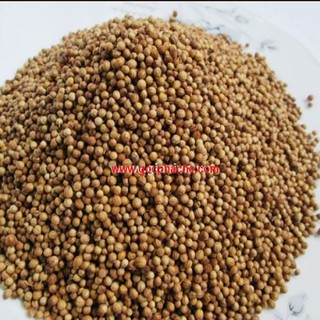 Hạt ngò rí sạch - 200g