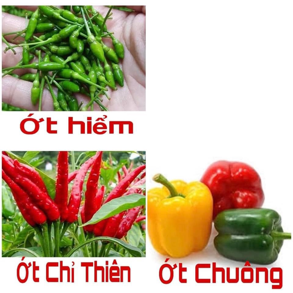 Hạt giống ớt các loại : ớt chuông, ớt chỉ thiên, ớt dài, ớt ngũ sắc, ớt cu tý