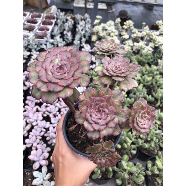 Sen đá Aeonium Tím Sọc Hư 1 Đổi 1